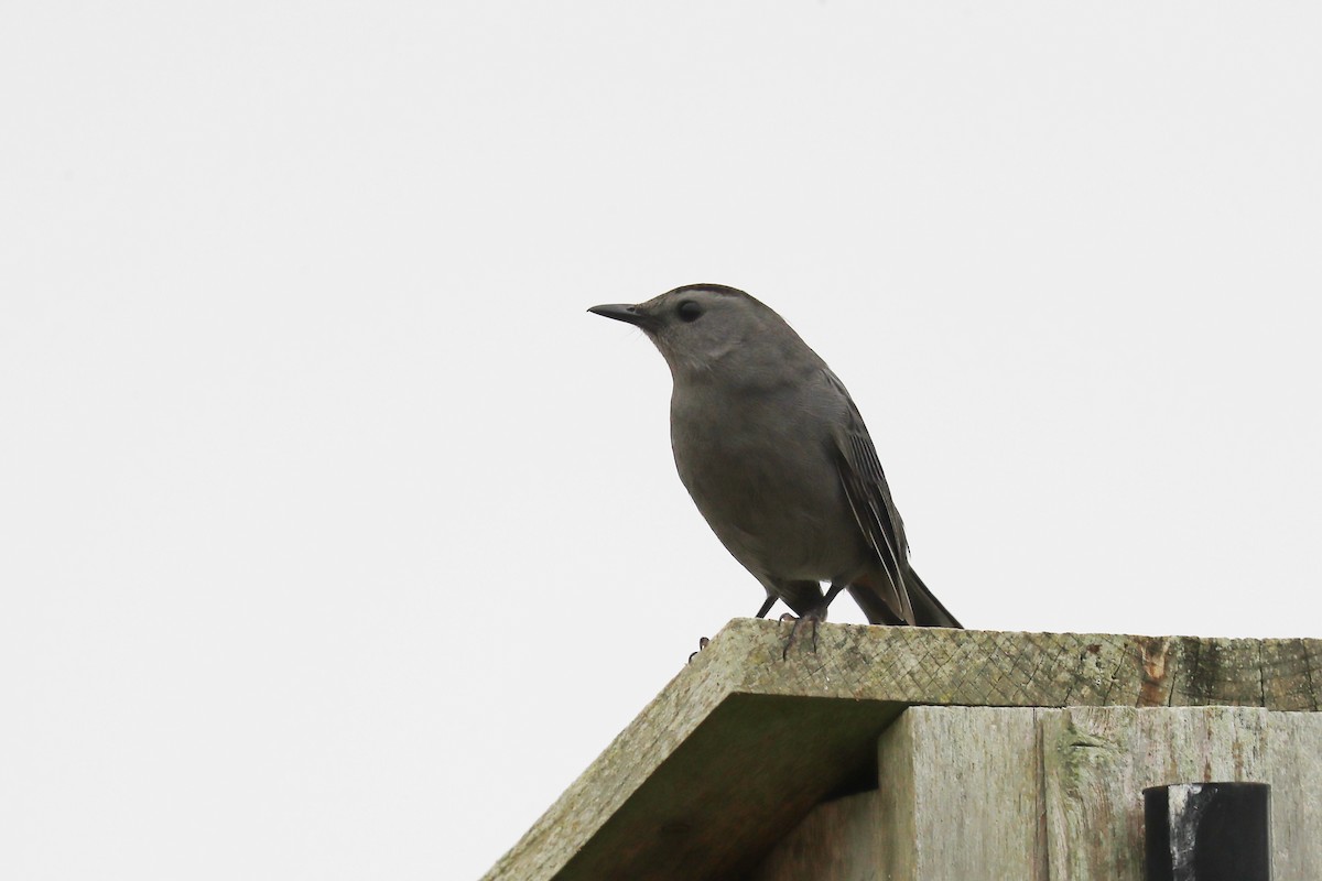 Katzenspottdrossel - ML642385247