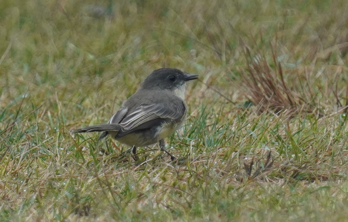 Weißbauch-Phoebetyrann - ML642385254