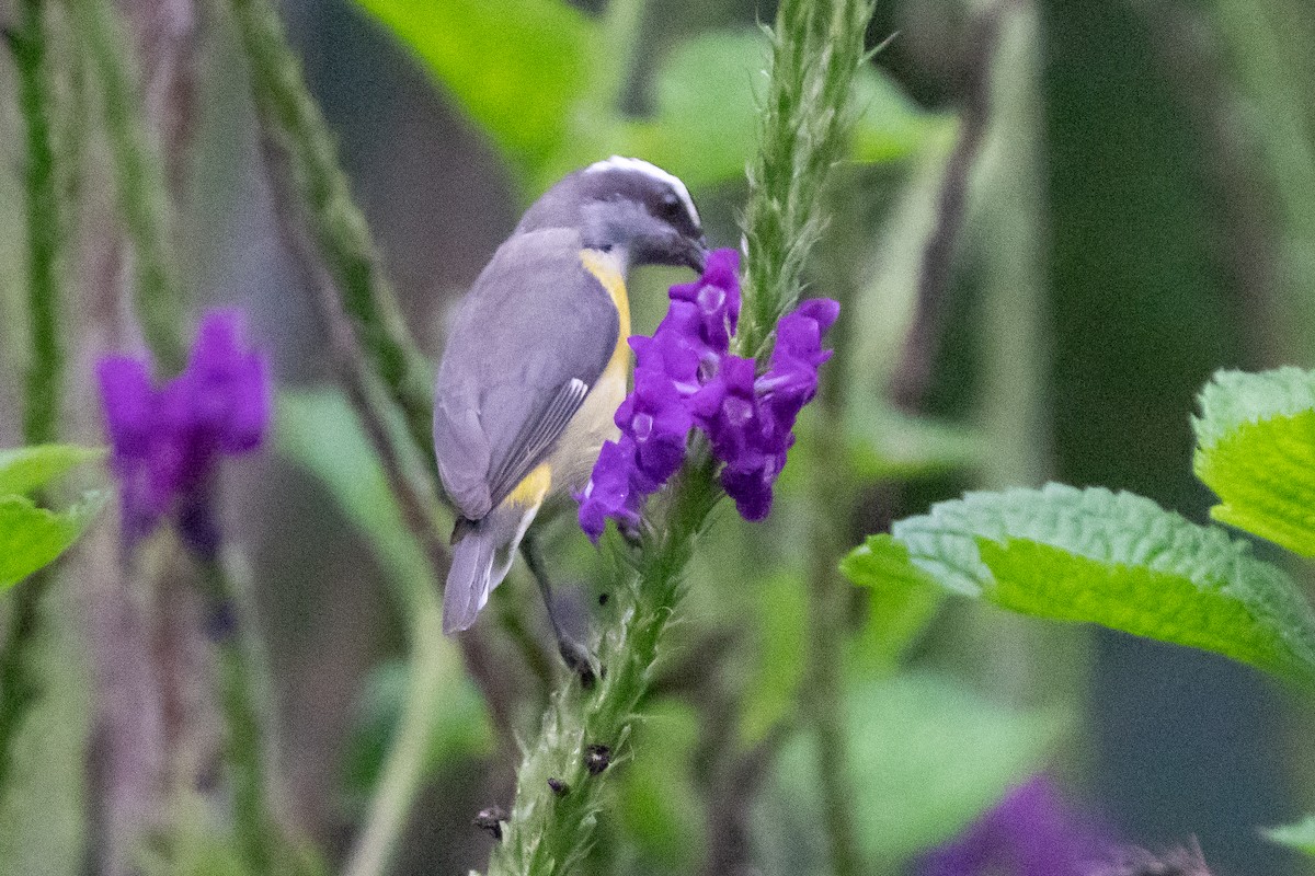 Bananaquit - ML642385295