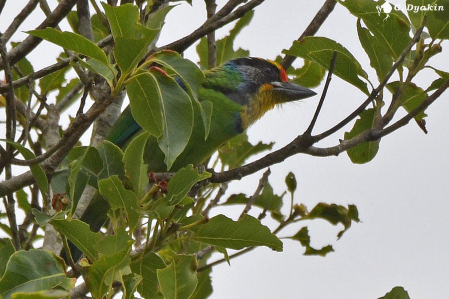 Necklaced Barbet - ML642385300