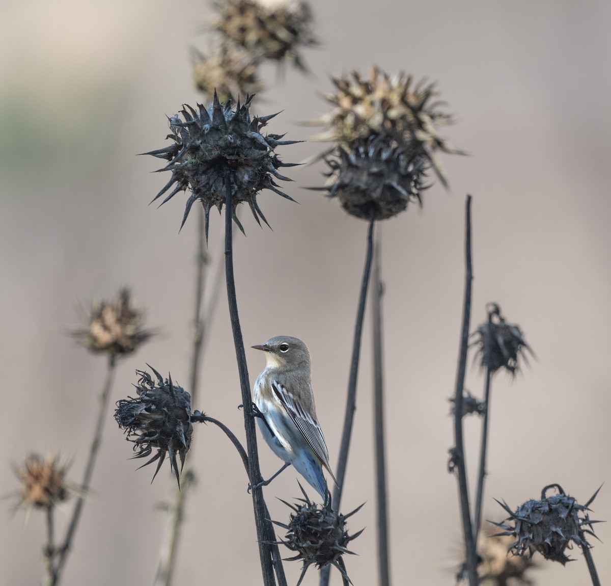 Yellow-rumped Warbler (Myrtle) - ML642385308