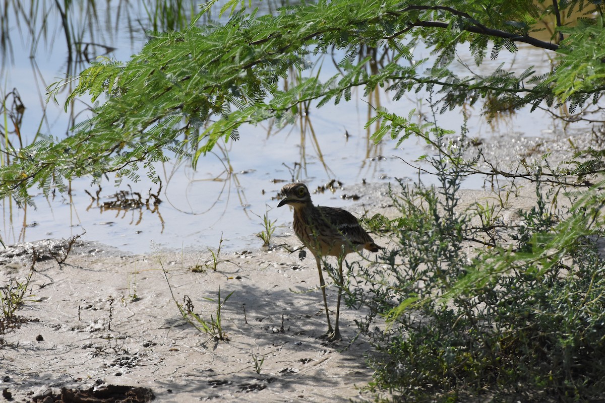 Indian Thick-knee - ML642385310