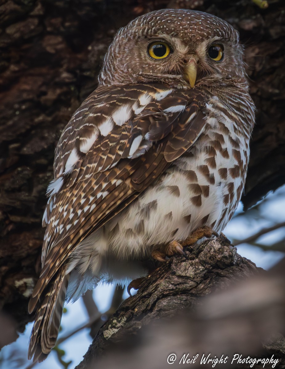 African Barred Owlet - ML642385311
