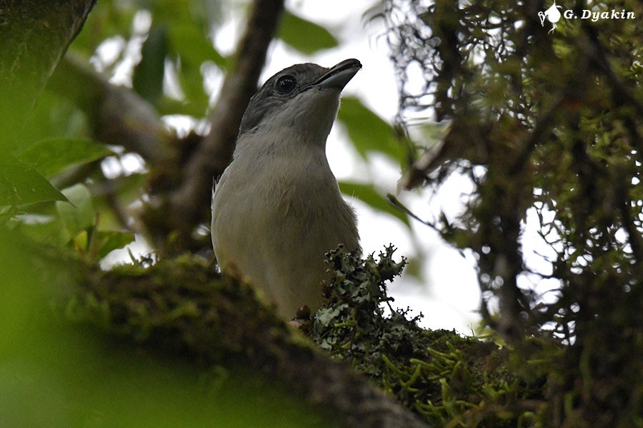 White-browed Shrike-Babbler - ML642385339