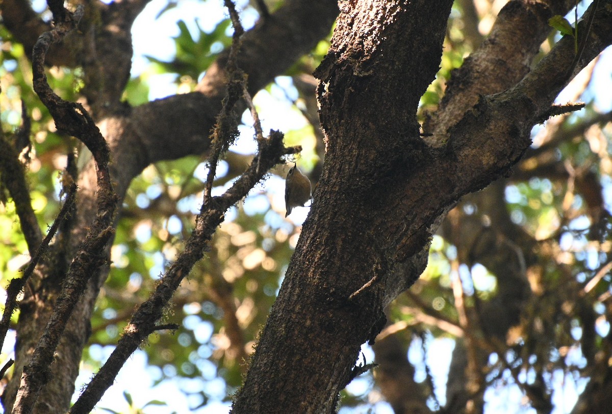 Goldcrest (western Canary Islands) - ML642385347