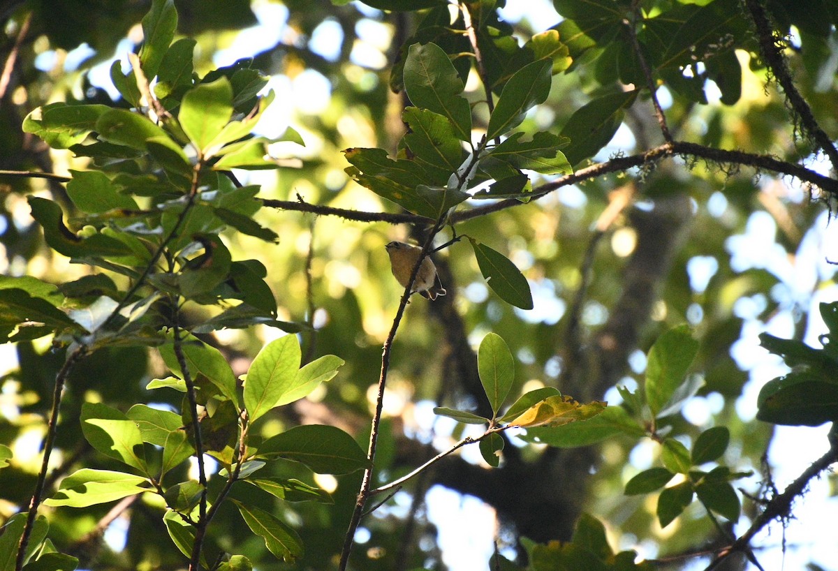 Goldcrest (western Canary Islands) - ML642385348