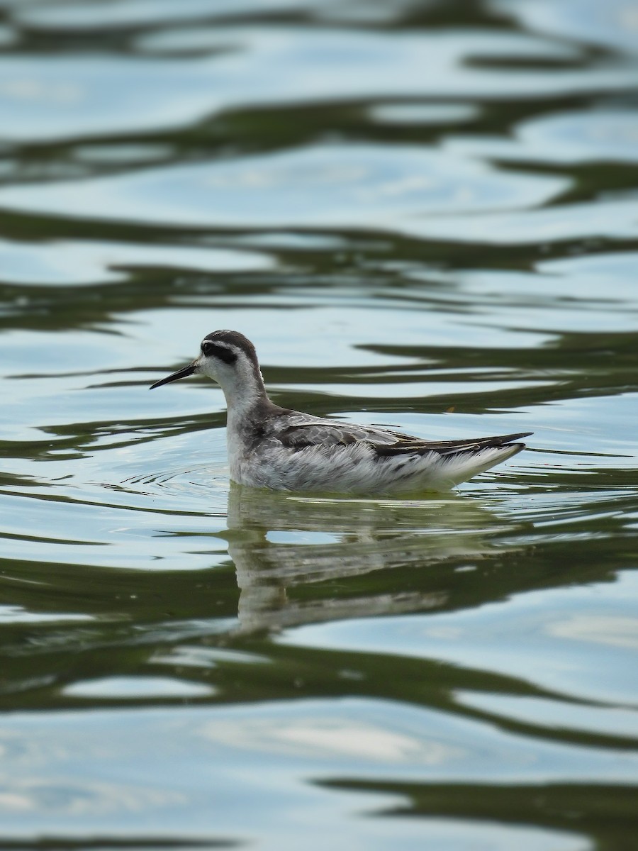 Red-necked Phalarope - ML642385353