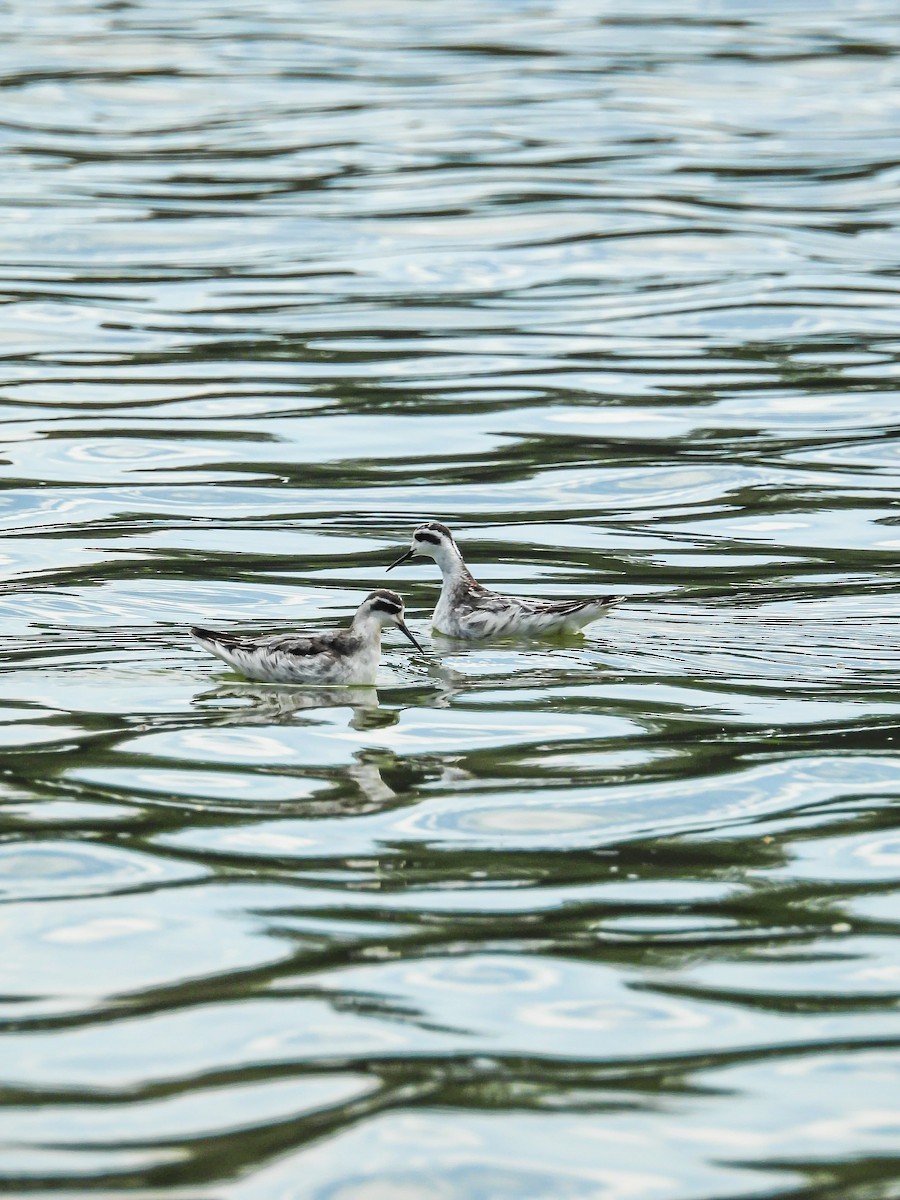 Red-necked Phalarope - ML642385354