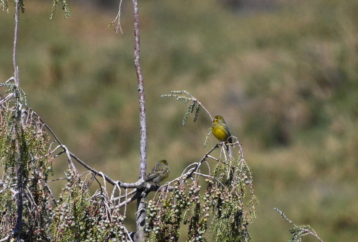 Island Canary - ML642385355