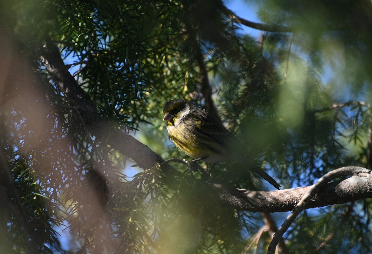 Island Canary - ML642385356