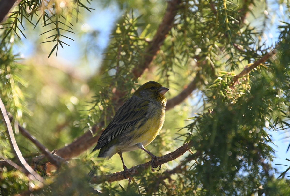 Island Canary - ML642385357