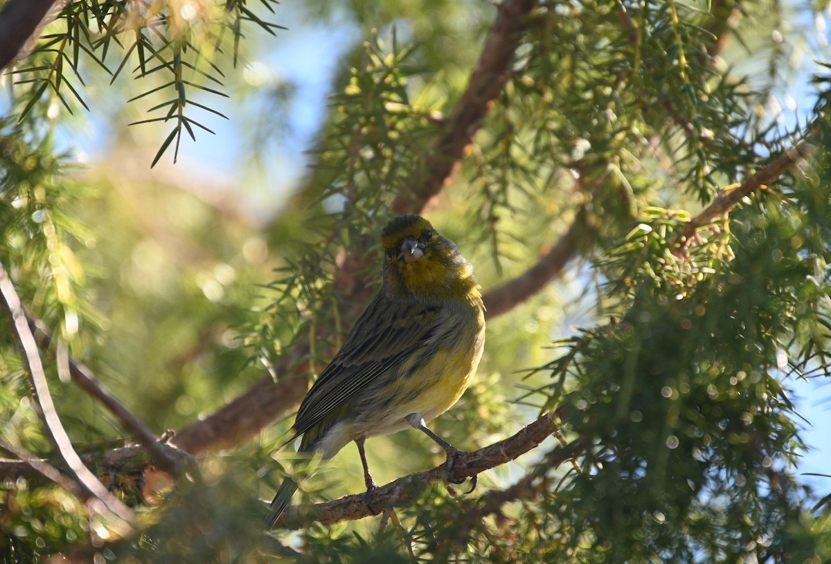 Island Canary - ML642385358