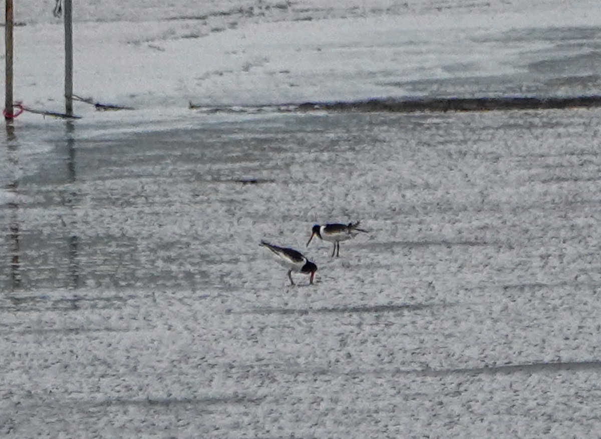 Eurasian Oystercatcher - ML642385359