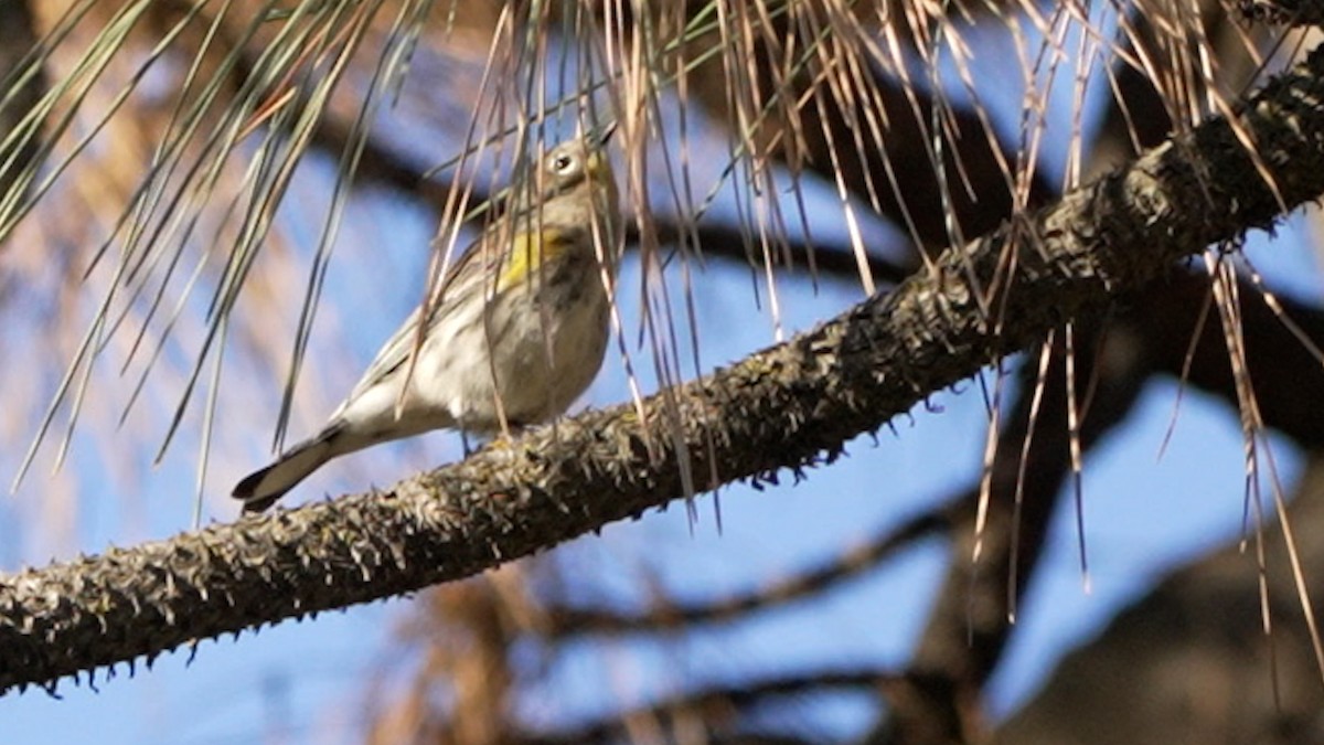 Yellow-rumped Warbler - ML642385397