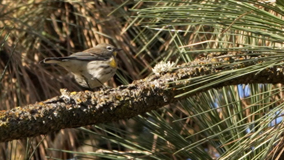 Yellow-rumped Warbler - ML642385399