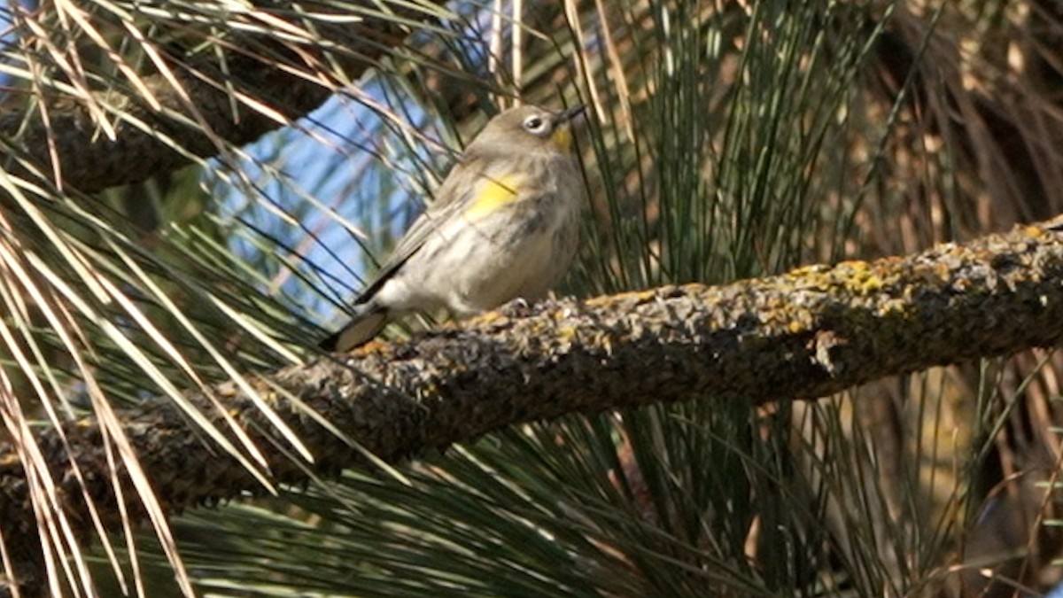 Yellow-rumped Warbler - ML642385400