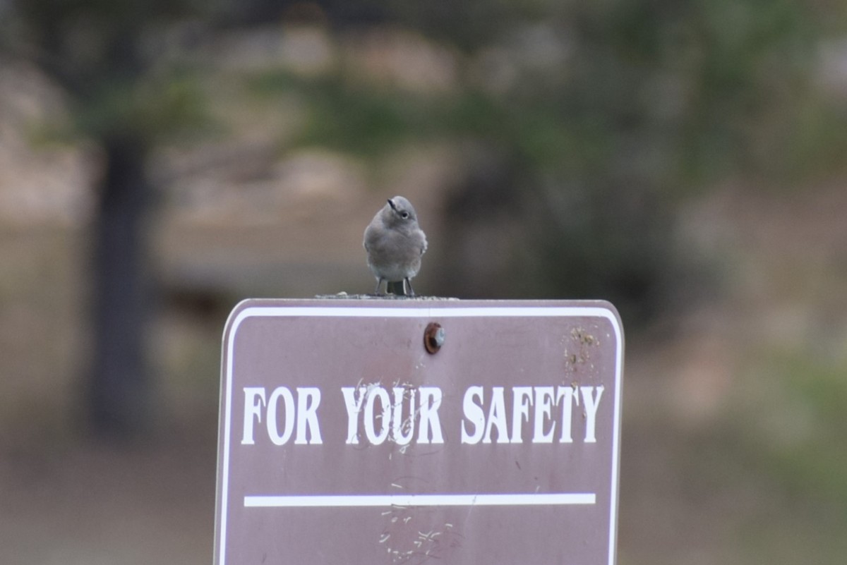 Mountain Bluebird - ML642385403