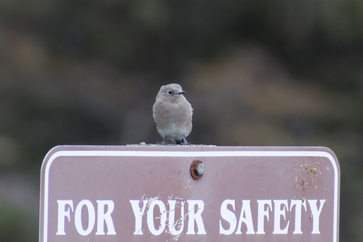 Mountain Bluebird - ML642385404