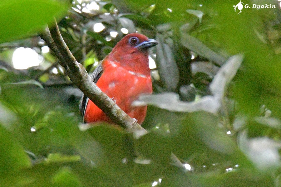 Red-headed Trogon - ML642385432
