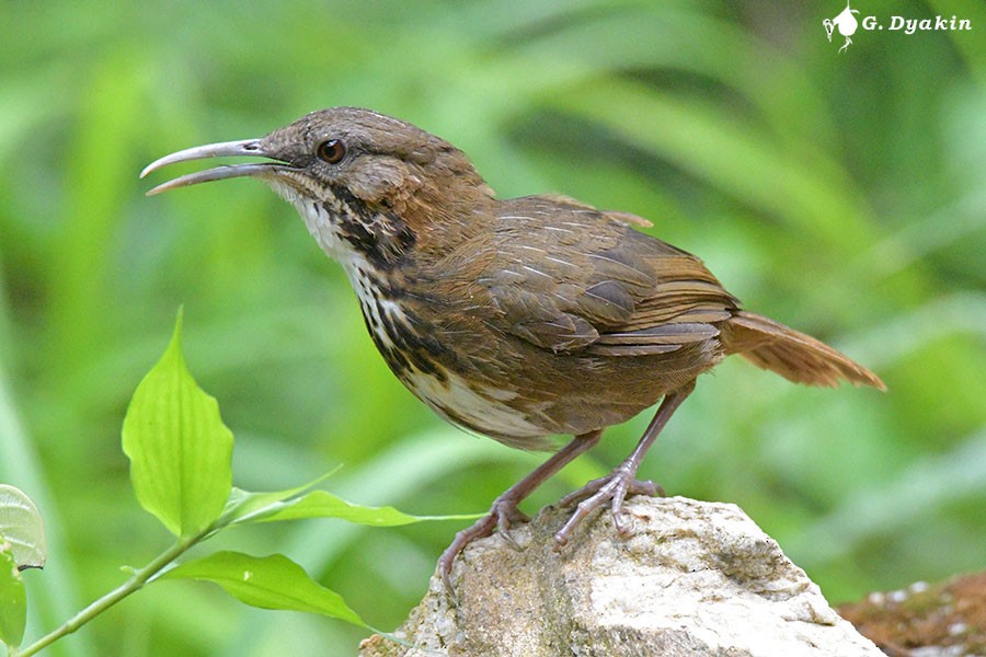 Short-tailed Scimitar-Babbler - ML642385467