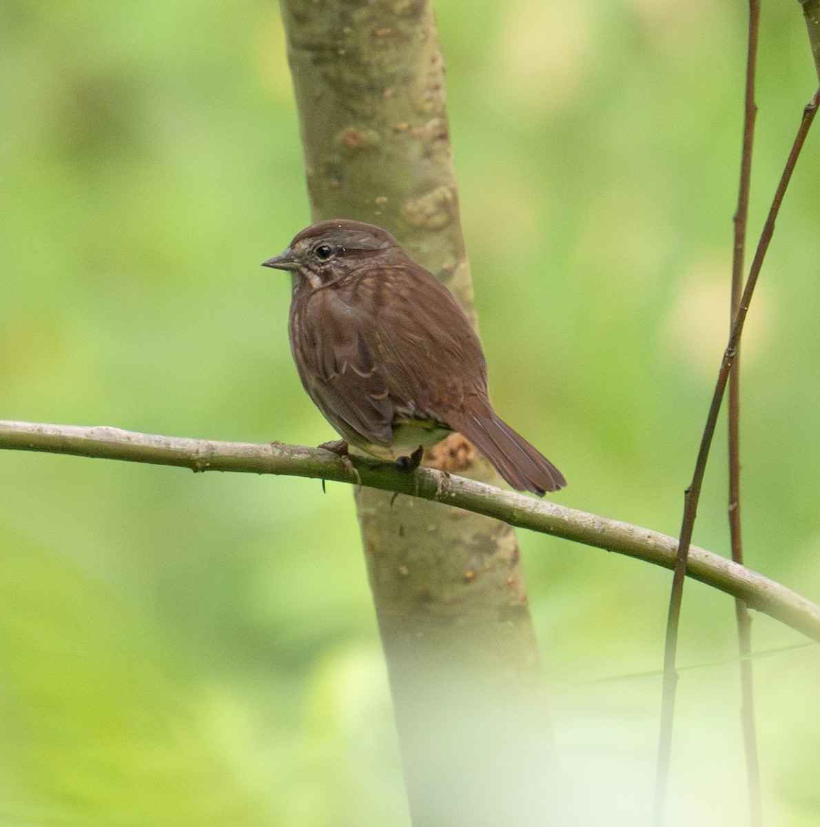 Song Sparrow - ML642385471