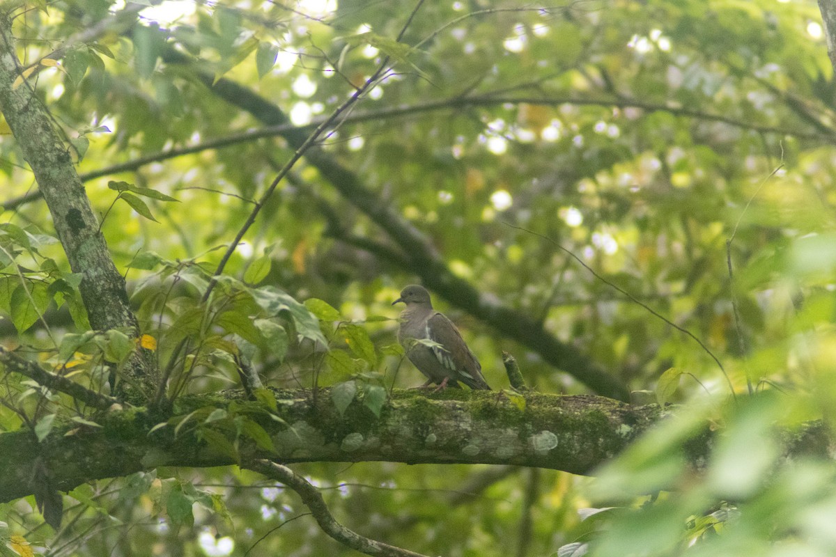 White-winged Dove - ML642385475