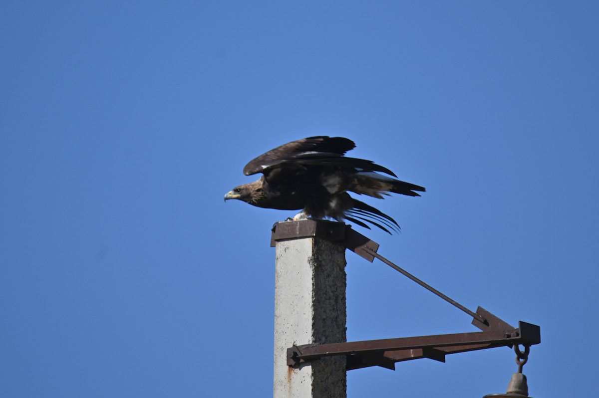 Golden Eagle - ML642385481