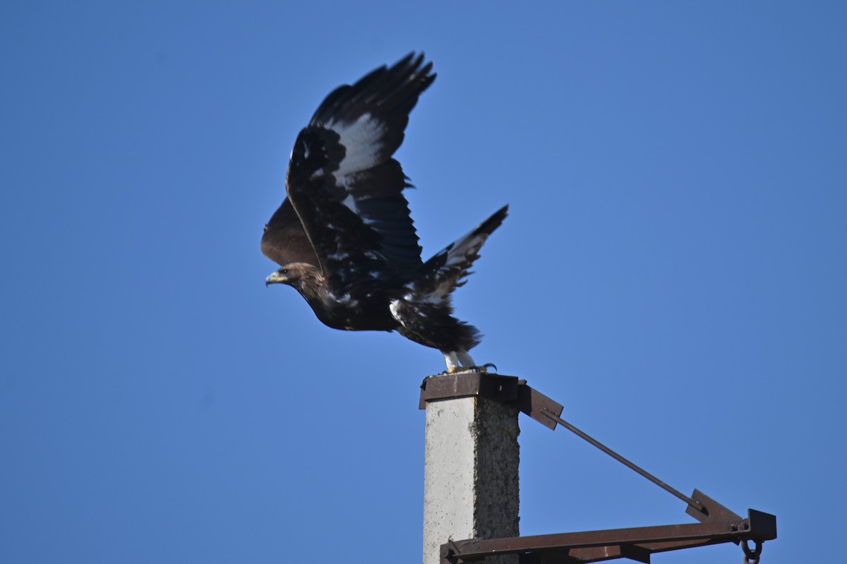 Golden Eagle - ML642385482