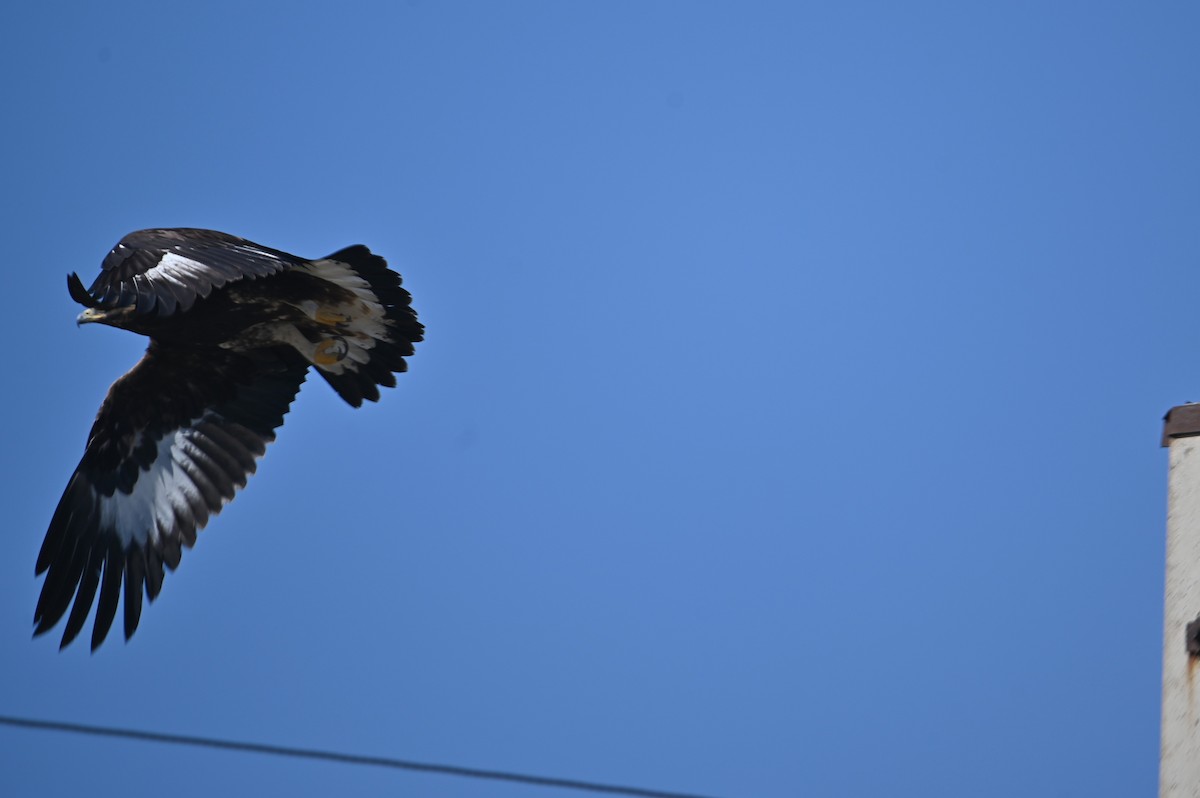 Golden Eagle - ML642385483