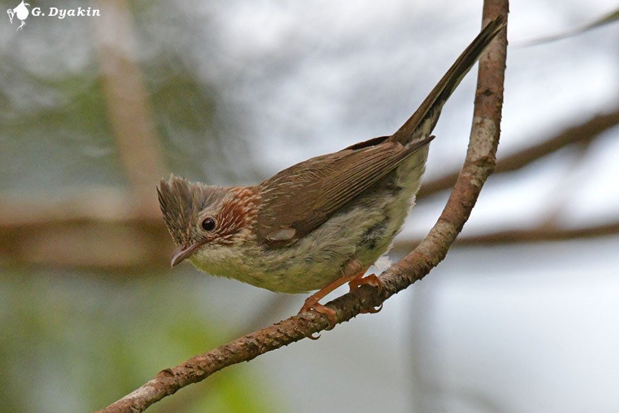 torqueyuhina - ML642385490
