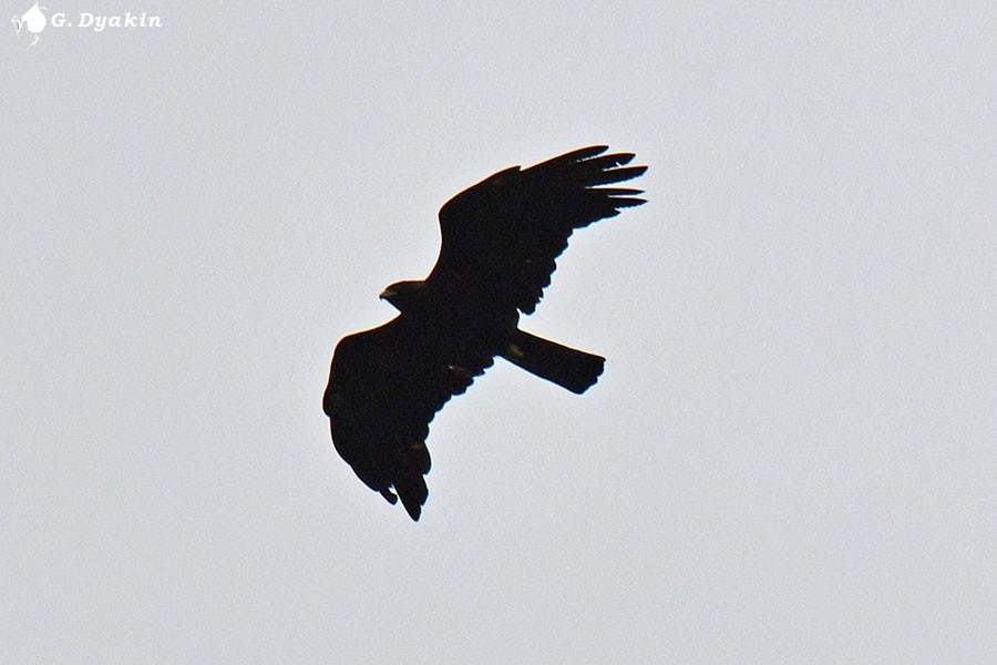 Black Eagle - ML642385520