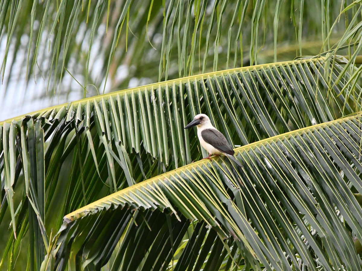 Great-billed Kingfisher - ML642385526