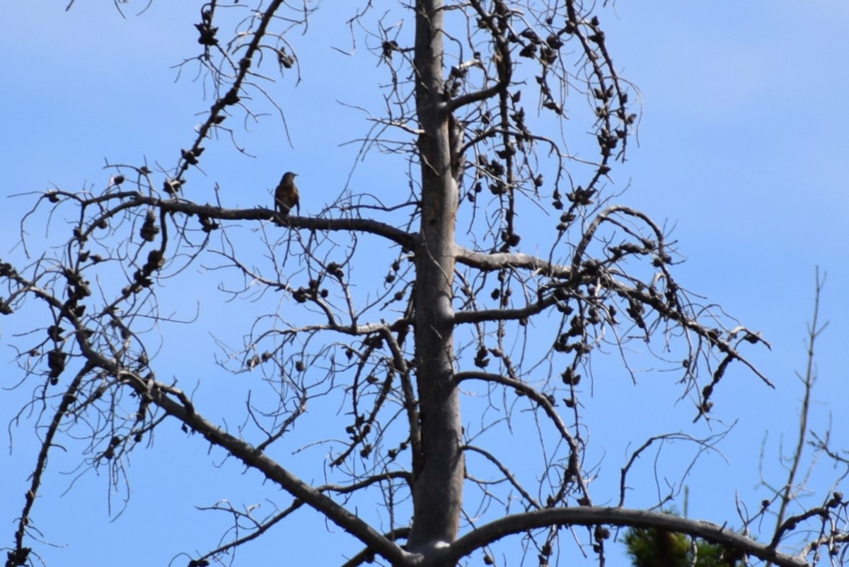 American Robin - ML642385538