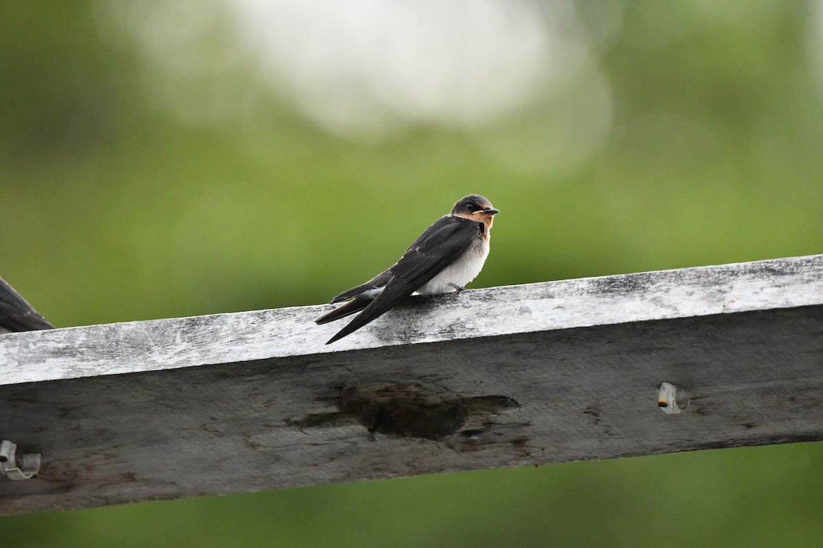 Pacific Swallow - ML642385558