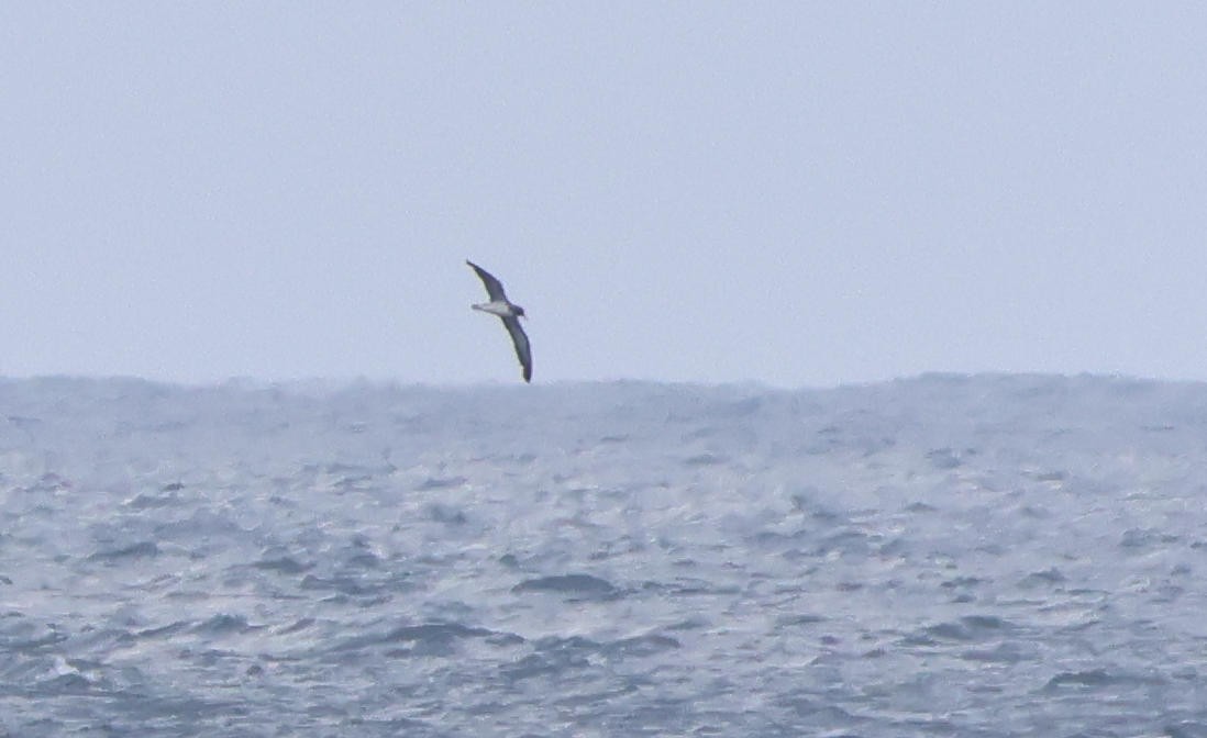 Cory's Shearwater - ML642385586