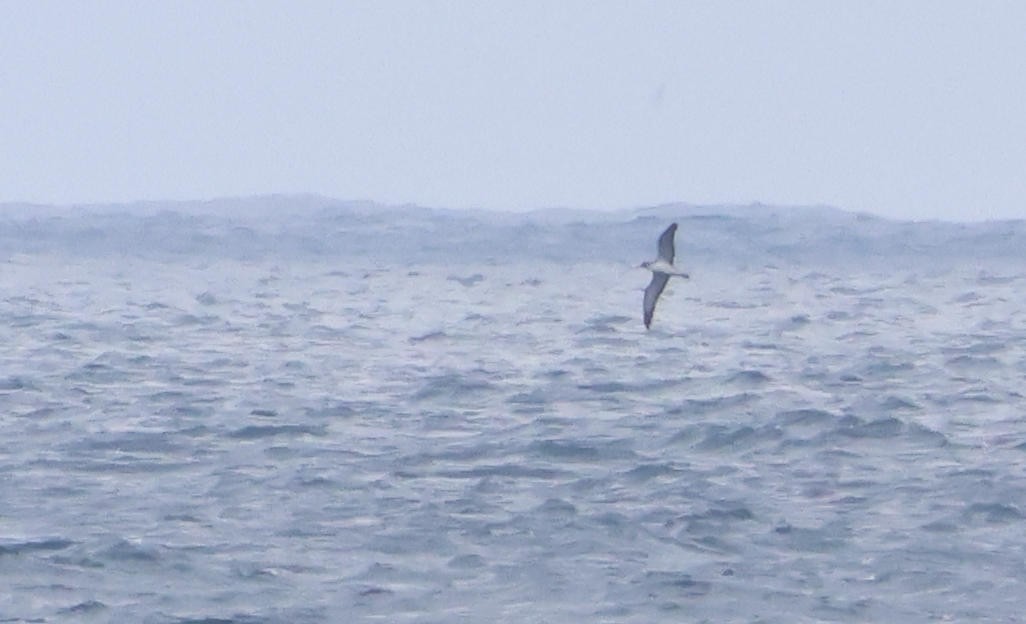 Cory's Shearwater - ML642385588