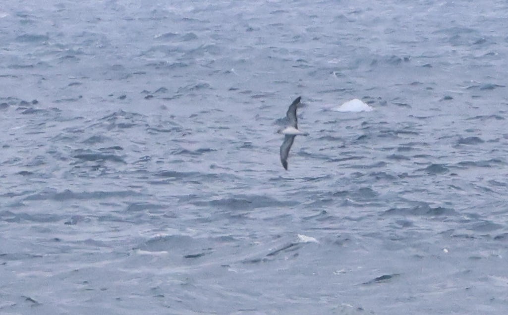 Cory's Shearwater - ML642385591
