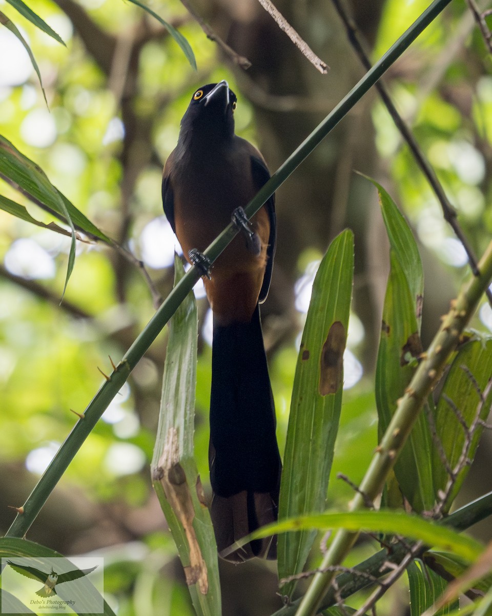 Andaman Treepie - ML642385596