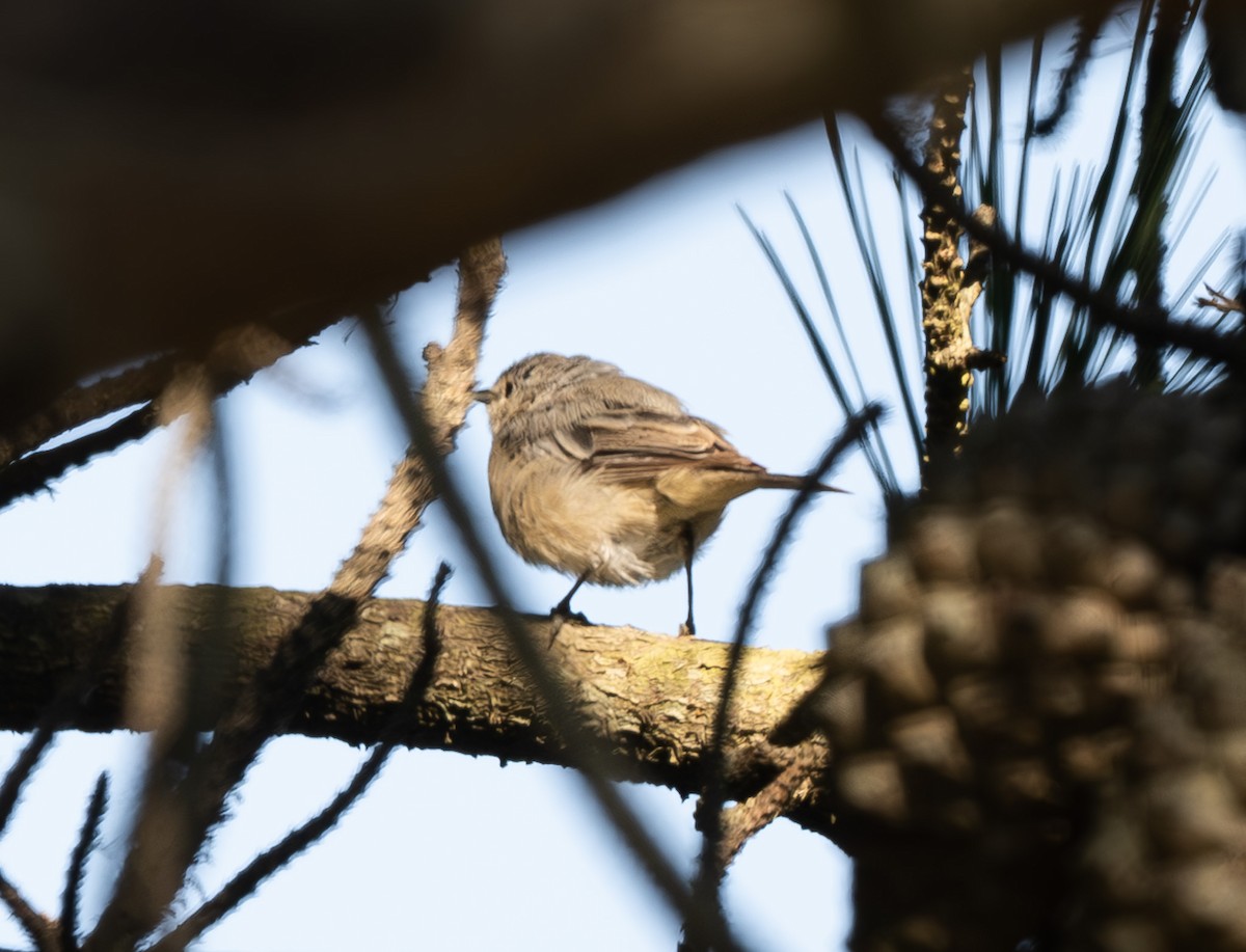 Lucy's Warbler - ML642385603