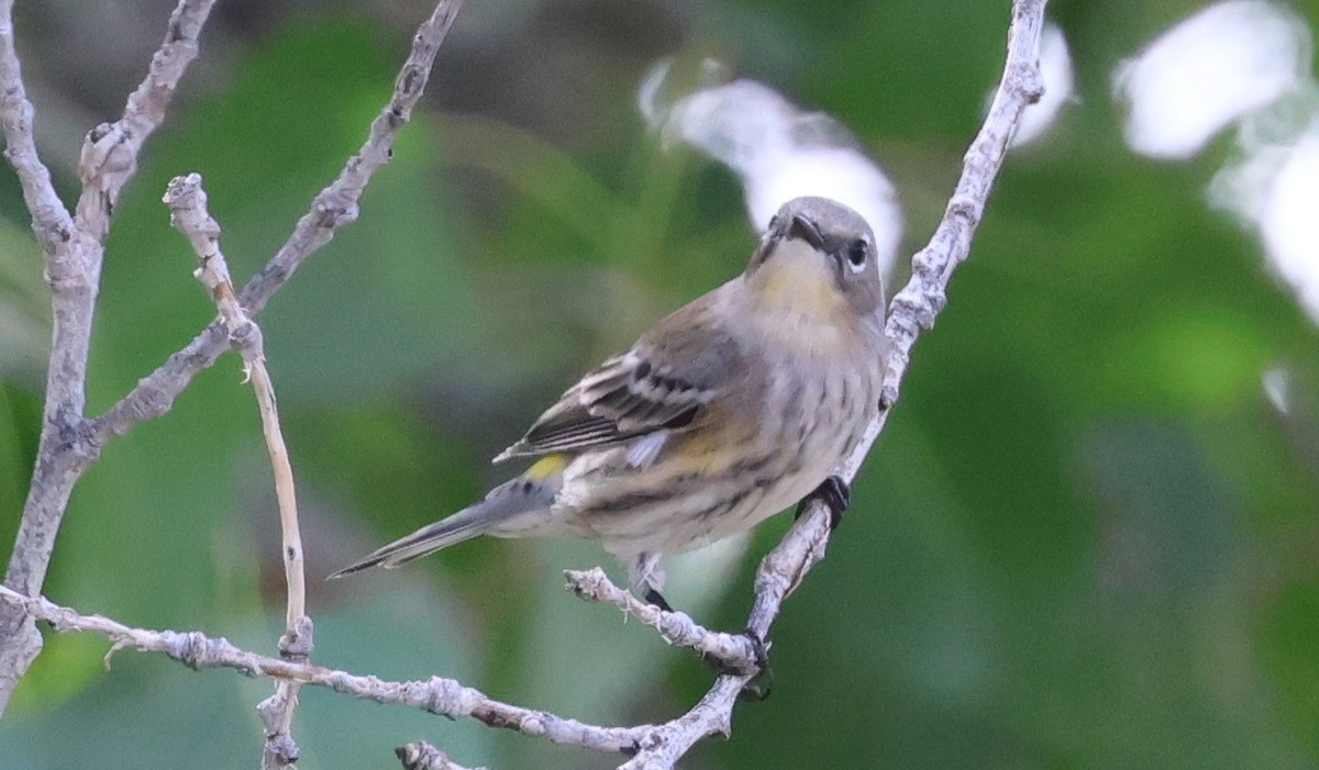 Yellow-rumped Warbler (Audubon's) - ML642385605