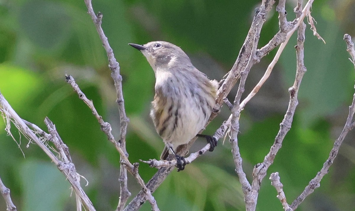 Yellow-rumped Warbler (Audubon's) - ML642385606