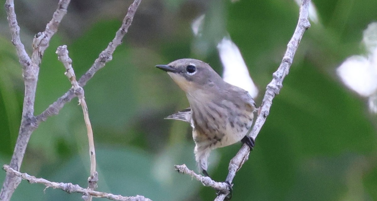 Yellow-rumped Warbler (Audubon's) - ML642385607