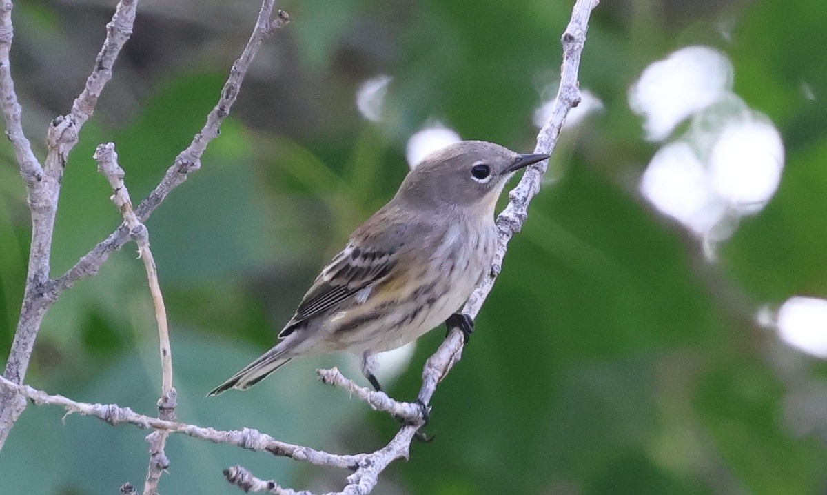 Yellow-rumped Warbler (Audubon's) - ML642385608