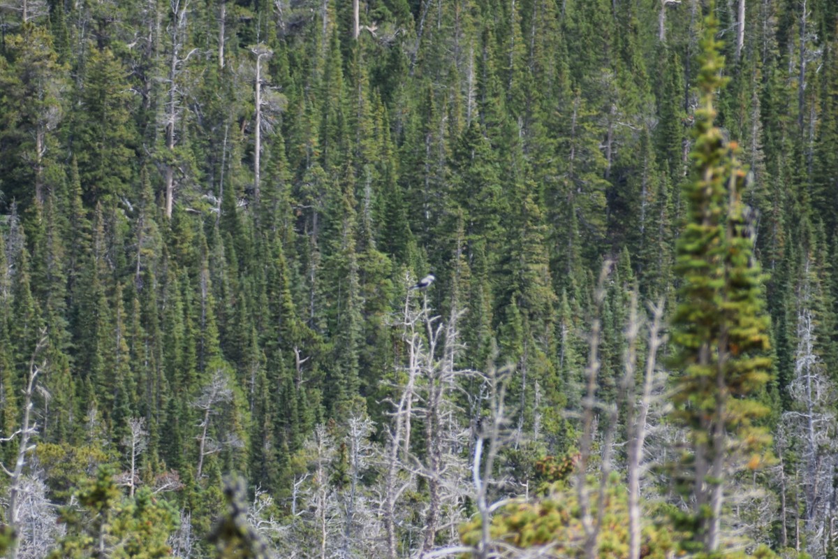 Clark's Nutcracker - ML642385613