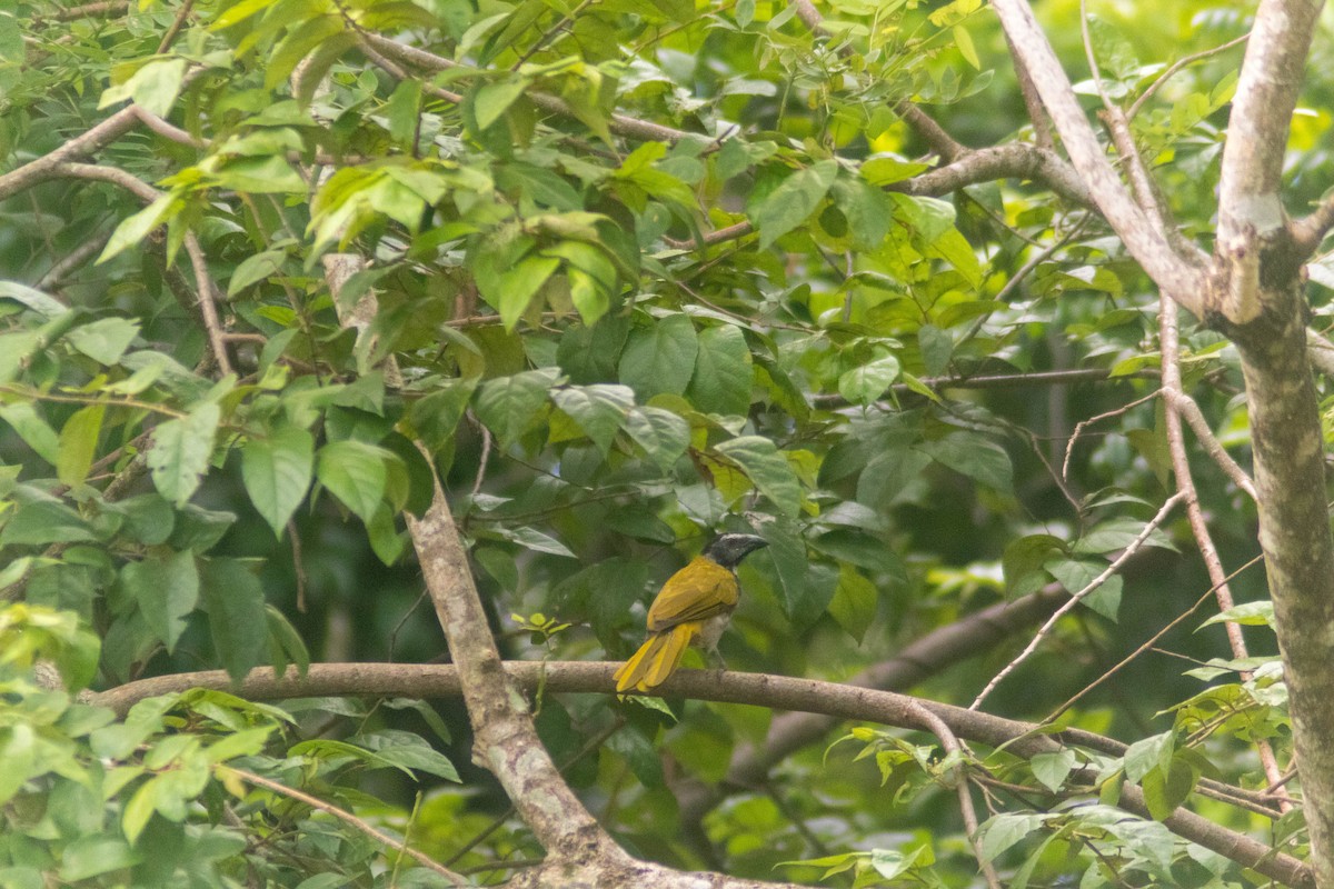 Black-headed Saltator - ML642385615