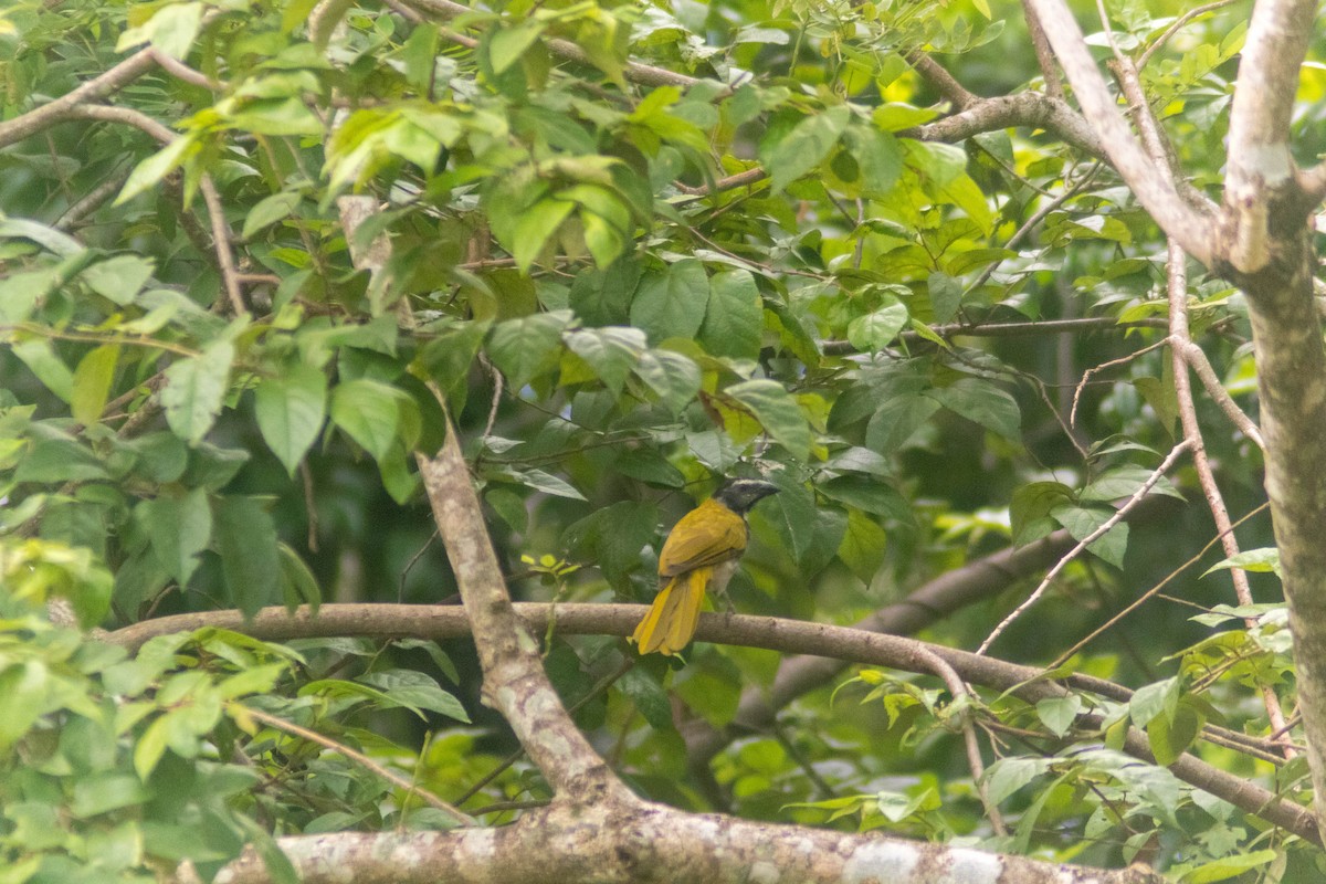 Black-headed Saltator - ML642385616