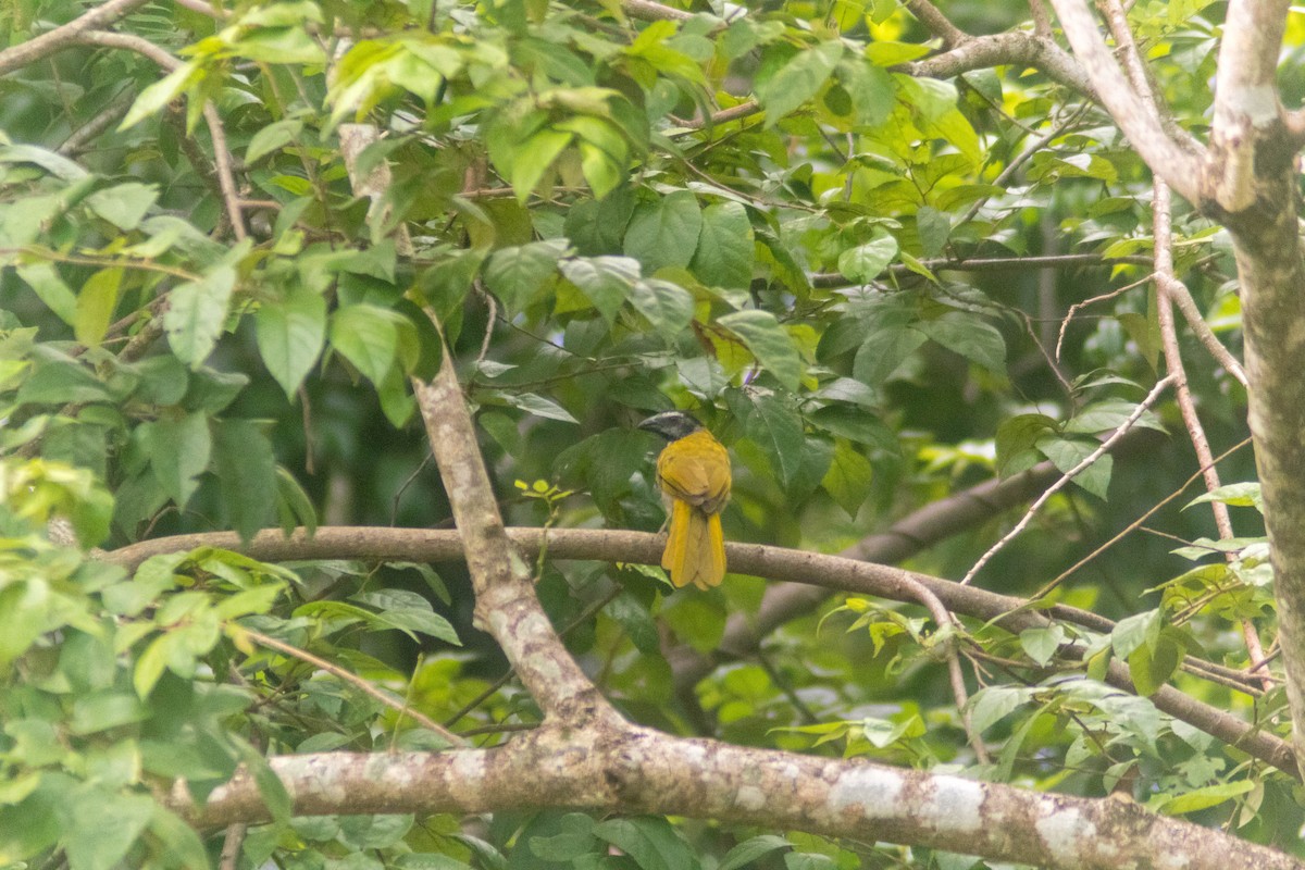 Black-headed Saltator - ML642385617