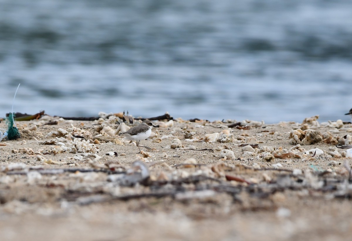 Javan Plover - ML642385636