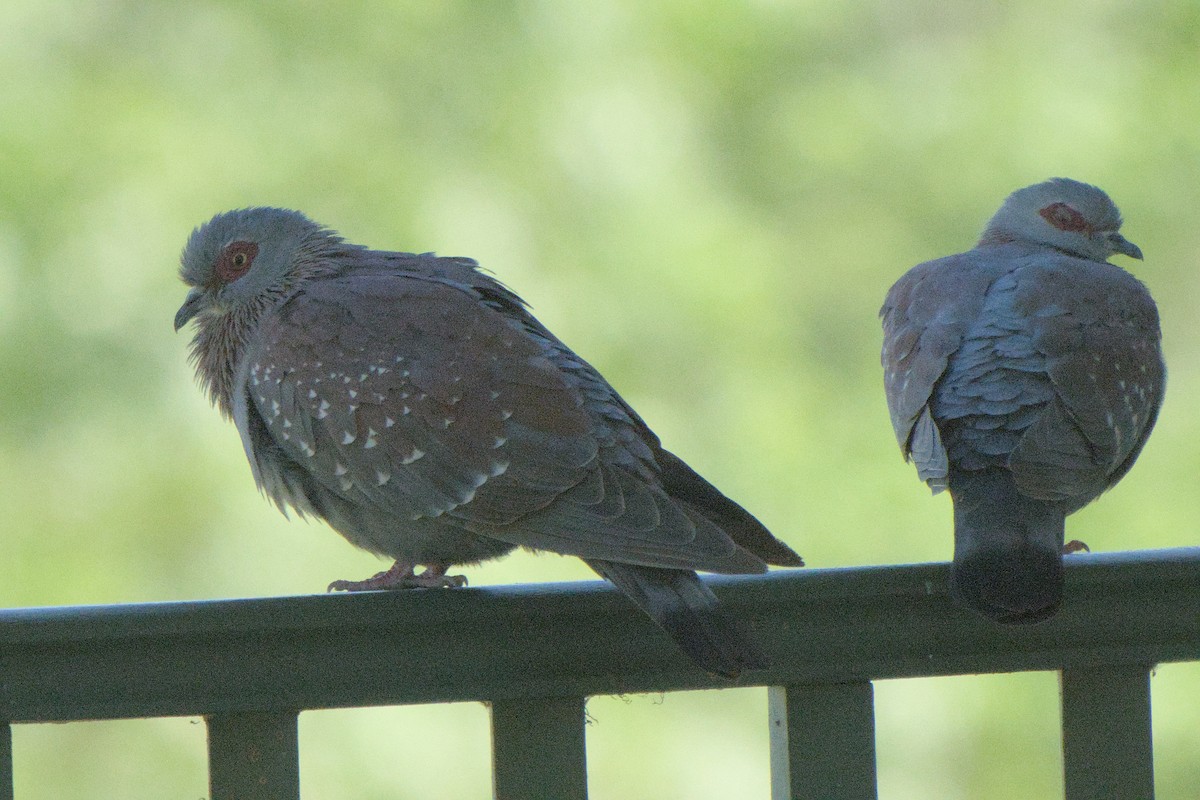 Speckled Pigeon - ML642385643