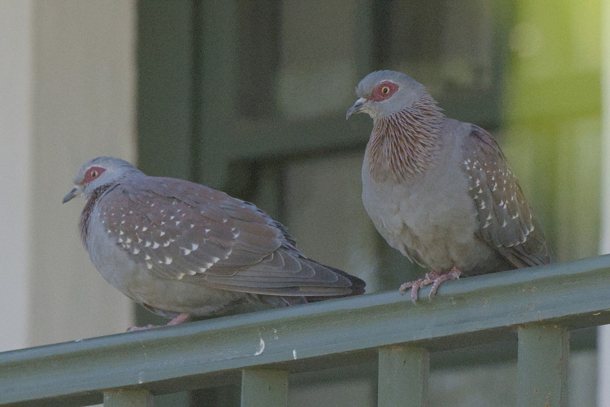 Speckled Pigeon - ML642385644